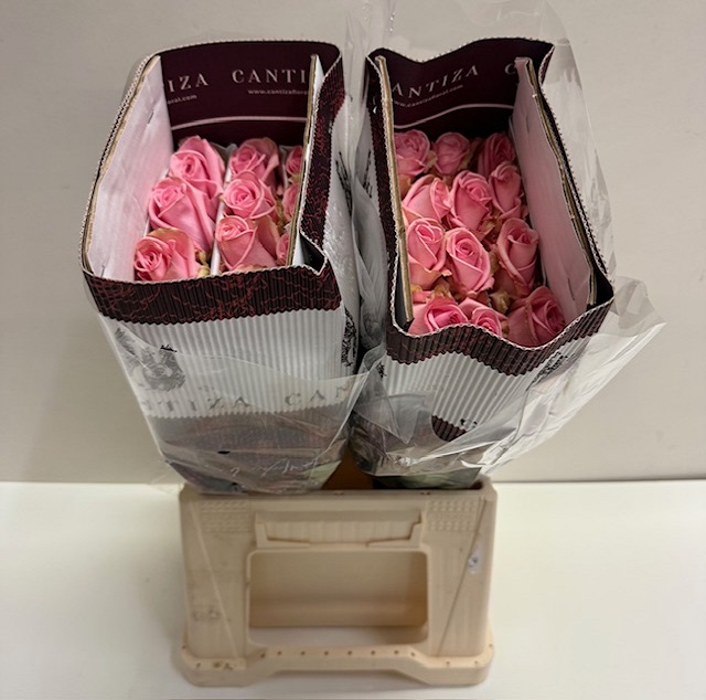 Rosa ec pink candy CT.jpg